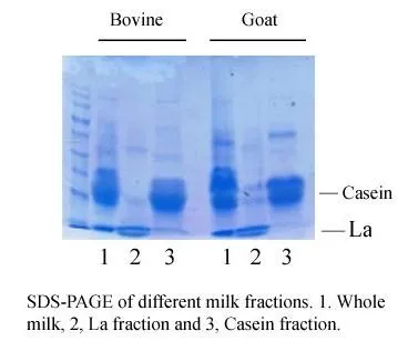 Minute™ Organic Solvent-Free Milk Lipid Depletion Kit (100 preps)