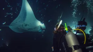 NIGHT DIVER
