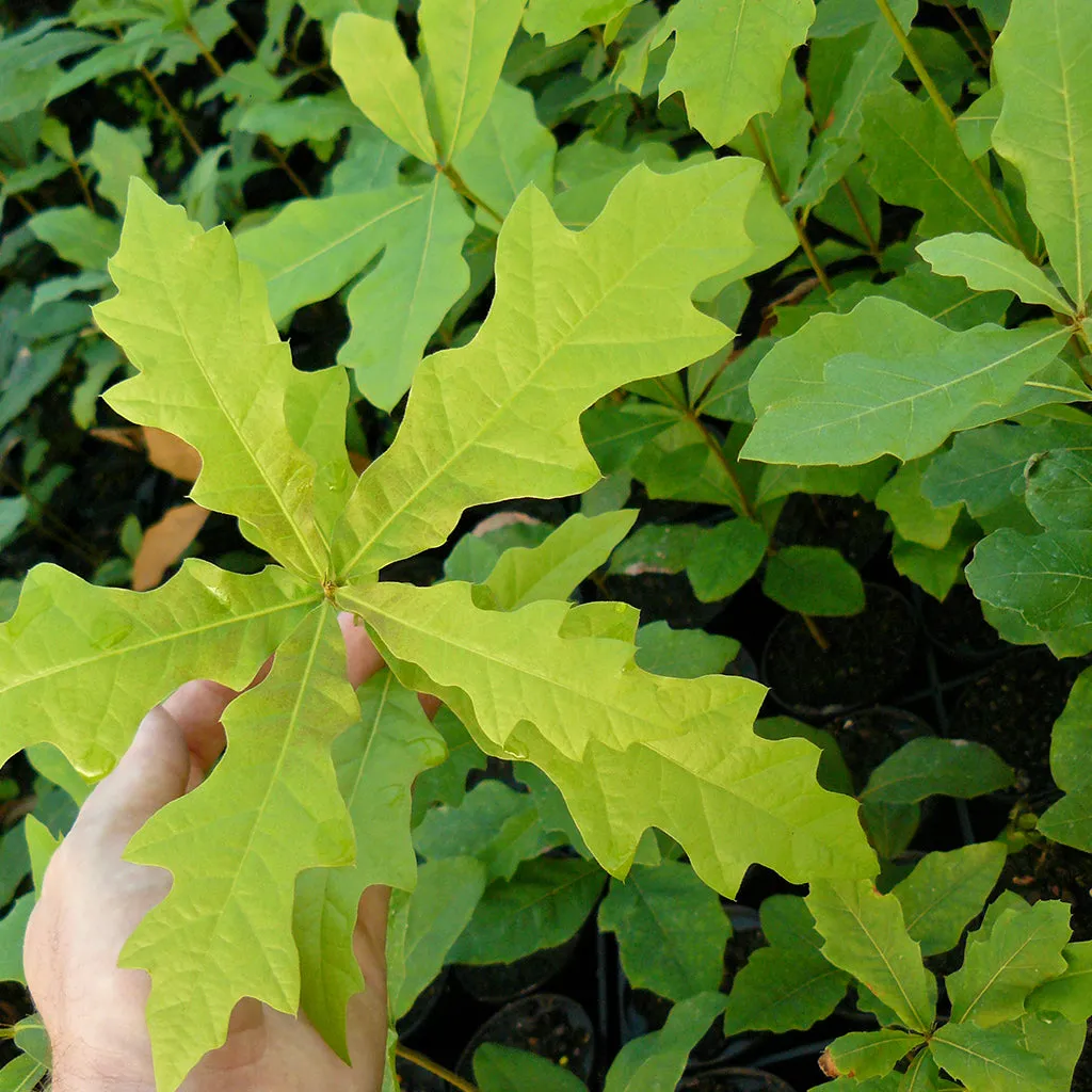 Water x Cherrybark Oak Hybrid (Quercus nigra x pagoda)