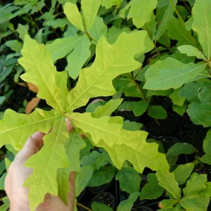 Water x Cherrybark Oak Hybrid (Quercus nigra x pagoda)