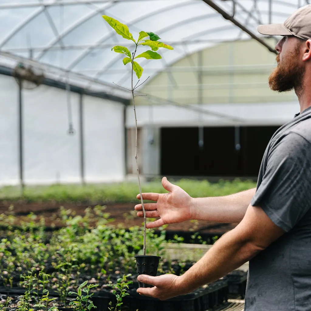 Water x Cherrybark Oak Hybrid (Quercus nigra x pagoda)