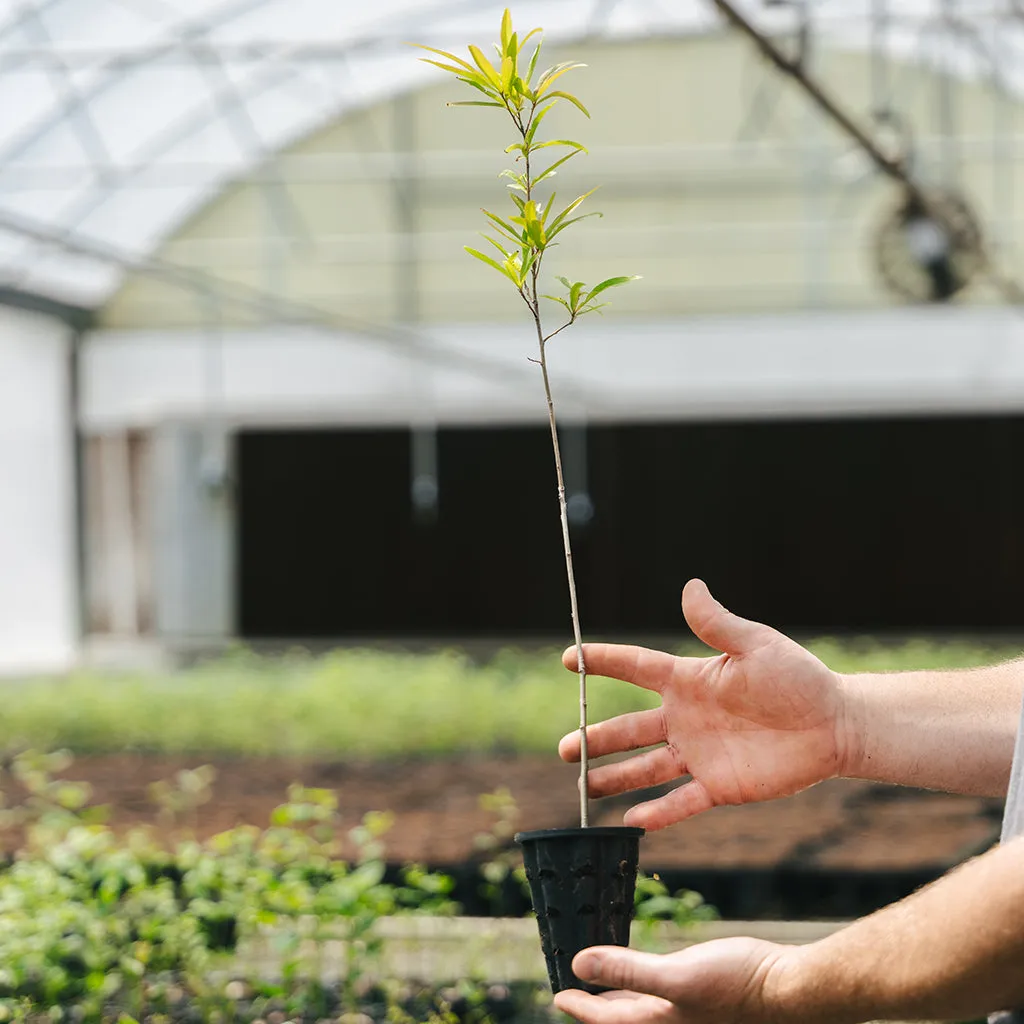 Water x Nuttall Oak Hybrid (nigra x texana)
